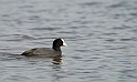 Coot - D